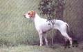 Pedigree DECIBEL DU BOIS DES PERCHES Pedigree DECIBEL DU BOIS DES PERCHES